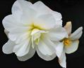 Tuberous begonias
